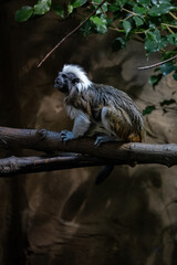 Tamarin monkey pinches on a branch.