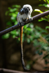 Tamarin monkey pinches on a branch.