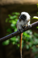 Tamarin monkey pinches on a branch.