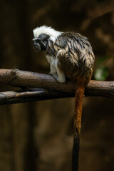 Tamarin monkey pinches on a branch.