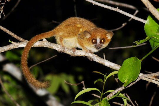 Northern rufous mouse lemur (Microcebus tavaratra) at night in the dry forest of Andrafiamena-Andavakoera Protected Area near Anjahankely, Madagascar