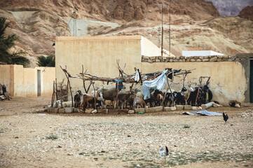Goats and sheep enclosure in a village in Tozeur Governorate, Tunisia - obrazy, fototapety, plakaty