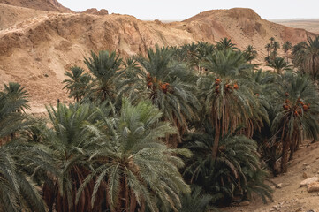 Fototapeta na wymiar Palm trees in Chebika mountain oasis in Tozeur Governorate, Tunisia