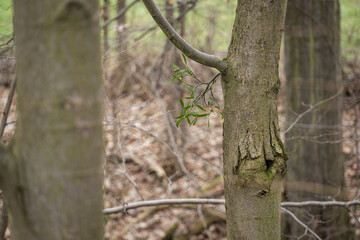 Fototapeta premium A tiny sprig of mistletoe on a twig.