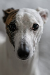 Close-up of the head of a whippet dog.