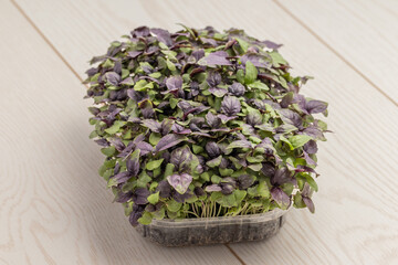 A full tray of dense mixed microgreens with predominantly purple leaves.