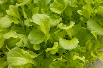 Fototapeta na wymiar Dense cluster of green lettuce seedlings.