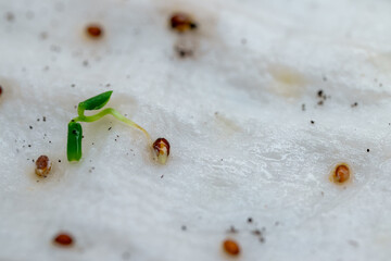 A single sprout emerging from a seed on white fibrous material