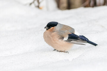 A common bullfinch (female) sits on the snow in a winter park.