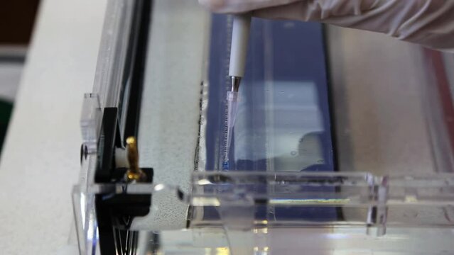 Scientist puts samples with DNA fragments into agarose gel for separation of DNA fragments for electrophoresis