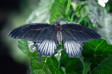 A butterfly with black upper wings and white lower wings.