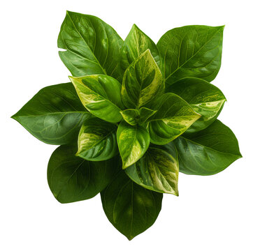 Fresh green variegated plant with vibrant leaves on transparent background - stock png.