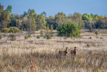 Przewalski's horses - Equus ferus przewalskii also known as Dzungarian horse in Chernobyl Exclusion Zone, Ukraine