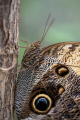 Fototapeta premium A large butterfly with closed wings and eyes.