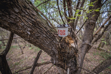 Old cup in abandoned Stechanka village in Chernobyl Exclusion Zone, Ukraine