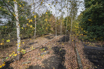 Birch trees on the roof of country club in Illinci abandoned village in Chernobyl Exclusion Zone,...