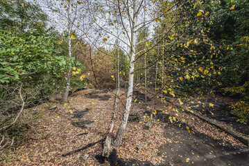 Birch trees on the roof of country club in Illinci abandoned village in Chernobyl Exclusion Zone,...
