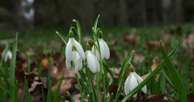 snowdrops and bird songs in sunshine at a park with woods	