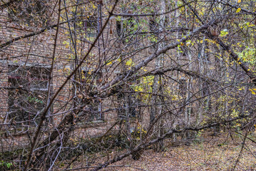 Fototapeta premium School in Illinci abandoned village in Chernobyl Exclusion Zone