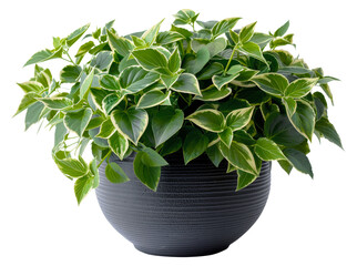 Lush variegated pothos plant in a textured black pot, cut out - stock png.