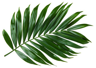 Single vibrant green palm leaf with natural patterns, cut out - stock png.