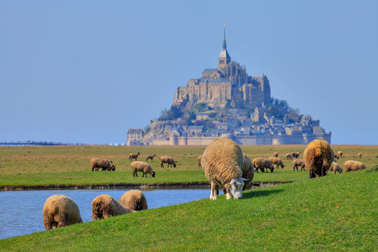 Moutons, Mont-Saint-Michel, Normandie, France