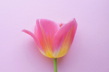 One pink tulip closeup on a pink background