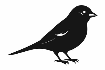 Sparrow silhouette on white background