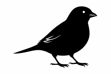 Sparrow silhouette on white background