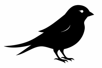 Sparrow silhouette on white background