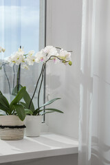 Blooming white orchid flowers in pots on windowsill, space for text