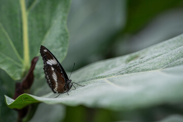 A dark butterfly with a white stripe of closed wings.