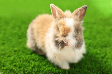 Cute fluffy pet rabbit on green grass