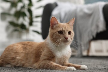 Cute ginger cat lying on grey carpet at home