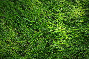 Fresh green grass as background outdoors, top view
