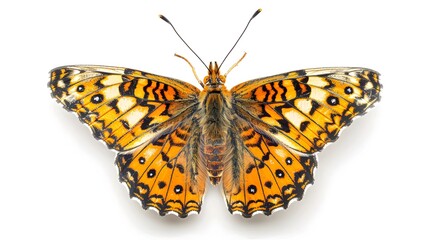 Fototapeta na wymiar Melitaea phoebe butterfly, Knapweed fritillary isolated on white, top view 