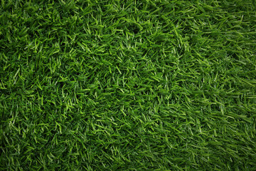 Fresh green grass as background outdoors, top view