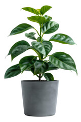 Young green plant with vibrant leaves in a charcoal pot on transparent background - stock png.
