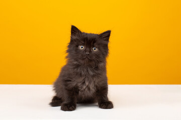 Black fluffy kitten on a yellow background
