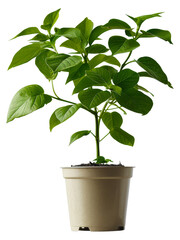 Plant with glossy leaves in a cream textured pot, cut out - stock png.