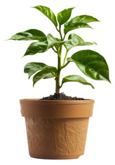 Plant with glossy leaves in a orange textured pot, cut out - stock png.
