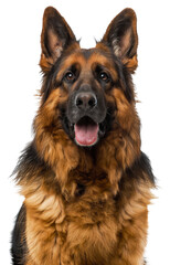 Alert German Shepherd dog with tongue out looking friendly, cut out - stock png.