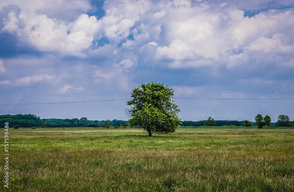 Canvas Prints Single tree on a meadow in village in Masovia region of Poland