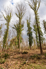 Obraz na płótnie Canvas Felled trees. Cutting forest and destruction in Fruska Gora in Serbia