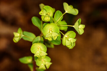 Woodspurge Euphorbia amygdaloides detail of crescent shaped flower bracts and seed capsules