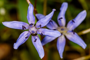 Scilla bifolia or Alpine squill or two-leaf squill bright blue bell. Close-up scilla bifolia blooming.