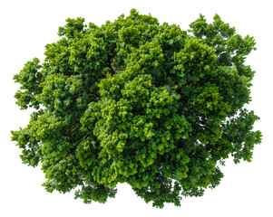 Obraz premium Lush green tree with dense foliage, cut out - stock png.