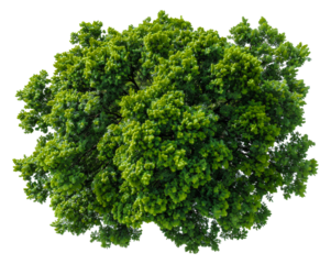Lush green tree with dense foliage, cut out - stock png.