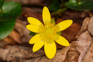 Single flower of yellow wood anemone (Anemone ranunculoides). Close up detail of spring yellow flower blooming in a sunny day 