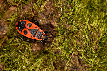 Fire Bug (Pyrrhocoris apterus) in nature